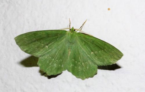 Réf. 285 858 : Geometra papilionaria